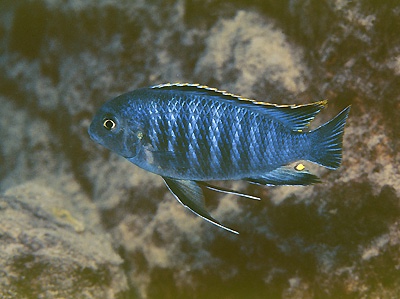 Tropheops sp. 'chilumba' Mdoka